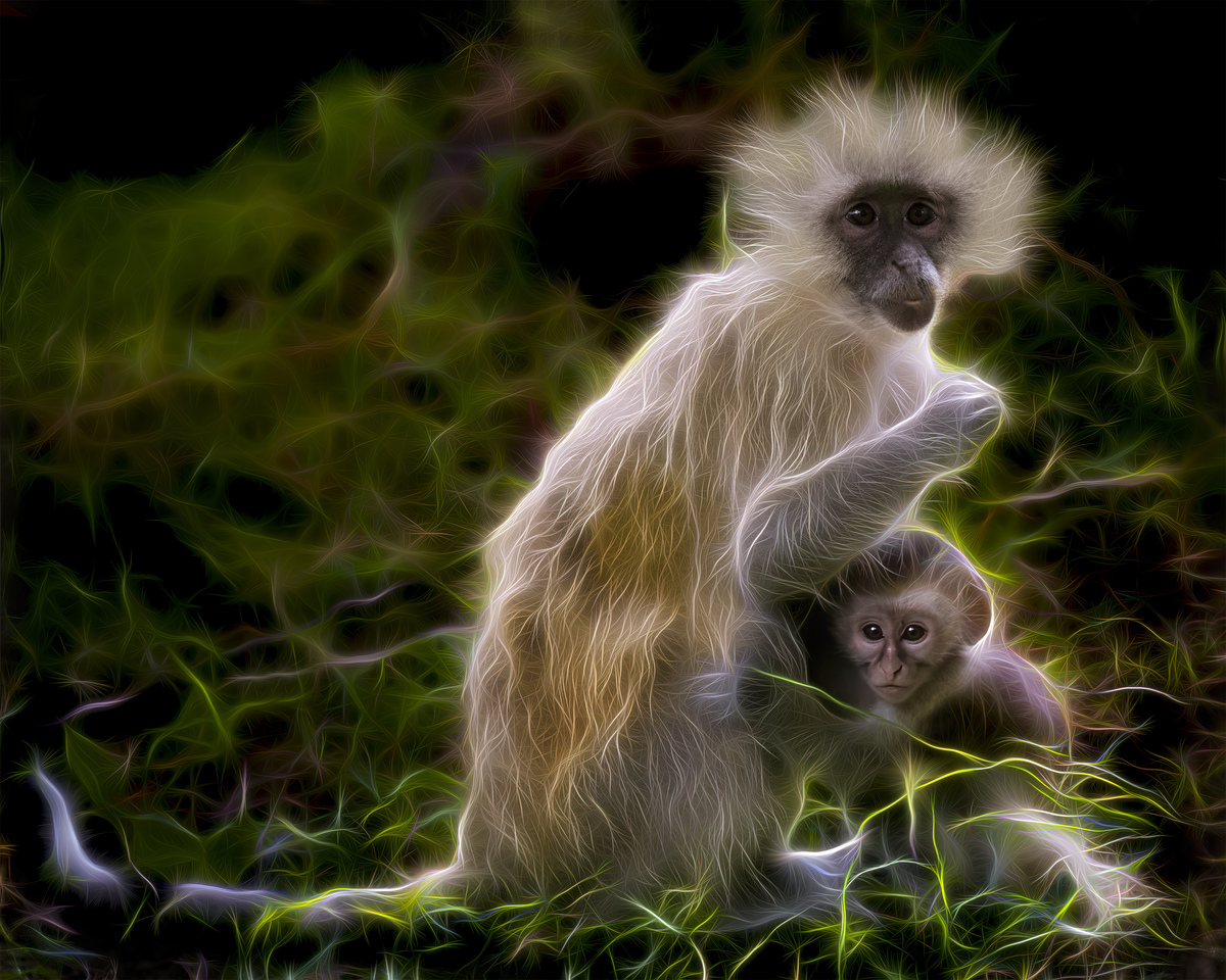 290 Vervet MaMa Baby Monkey